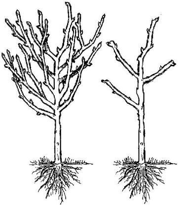 Plum Pruning Diagram - Before & After